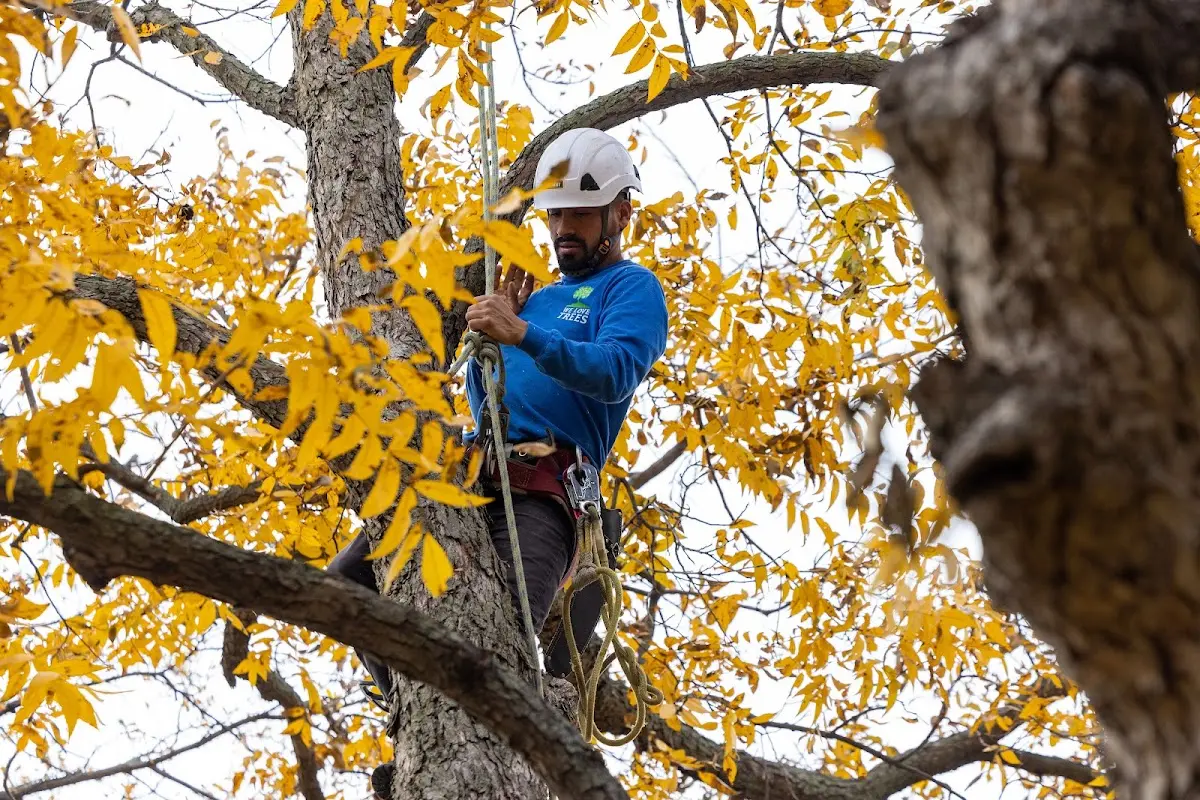 Skilled Tree Planing crew working in Littleton